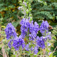 Aconitum Arendsii Perennial Plant 2L Pot - Set of 3