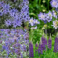 Blue/Purple Perennial Set - Mixed Varieties - 3 x 2L Pots