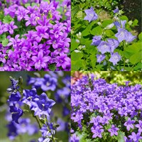 Campanula Perennial Set - Mixed Colours - 6 x 9cm Pots