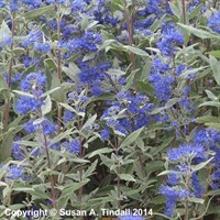 Caryopteris Cland. Dark Knight Perennial Plant 2L Pot - Set of 3