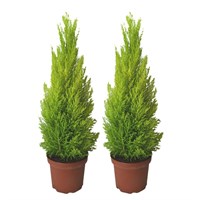 Cupressus Macrocarpa Goldcrest Lemon Scented Conifer Shrub 14cm Pot - Set of 2