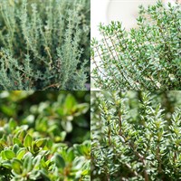 Thyme Herb Set - Mixed Varieties - 4 x 1L Pot