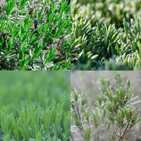 Lavender Herb Set - Mixed Varieties - 5 x 9cm Pot