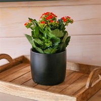 Kalanchoe Orange Houseplant