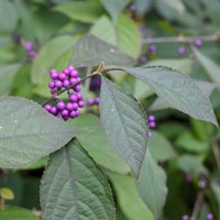 Callicarpa 'Profusion' - 7.5L Pot
