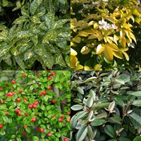Evergreen Shrub Bundle - 3 x 3/4L Pot