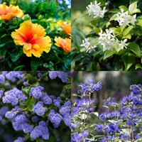 Pollinator Shrub Bundle - 3 x 3/4L Pot
