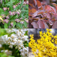 Seasonal Shrub Bundle - 3 x 3/4L Pot