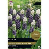 Taylors Bulbs Muscari Grape - Pack of 10 (SE807)