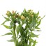 Alstromeria (x 5 Individual Stems) - Yellow