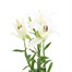 Asiatic Lily (x 3 Individual Stems) - White