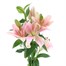 Asiatic Lily (x 3 Individual Stems) - Pink