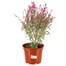 Longacres Choice - Gaura - 3L Pot Perennial