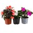 Longacres Choice - New Guinea Impatien - 3 x 13cm Pot Bedding