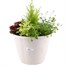 Amman Seasonal Bedding Planted Container 12 Inches - Summer