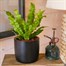 Asplenium Crispy Wave Houseplant - 12cm Pot