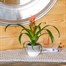 Guzmania Pink Houseplant