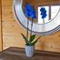 Orchid Blue Houseplant - 12cm Pot