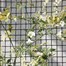 Smart Garden Climbing Plant & Fencing Mesh - Brown 50mm Mesh 0.5 x 5m (7030011)