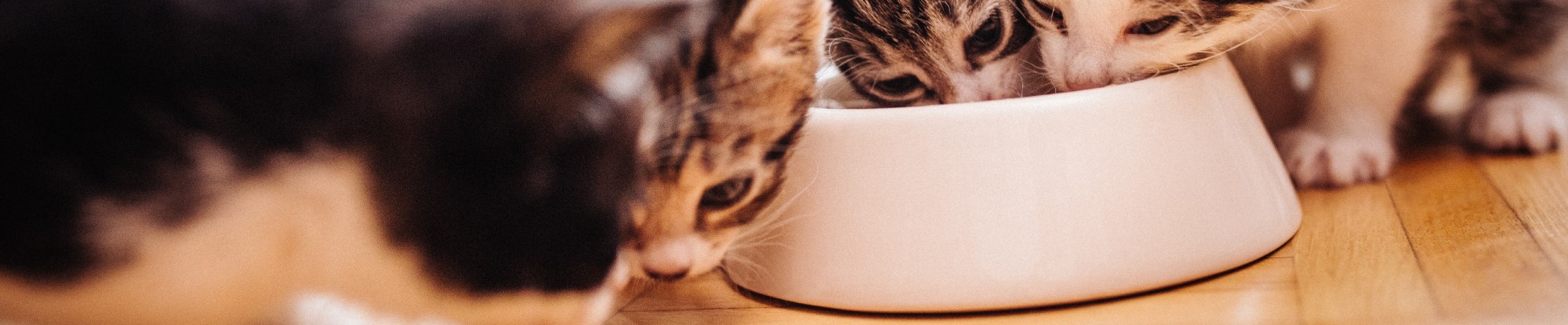 Cat Food