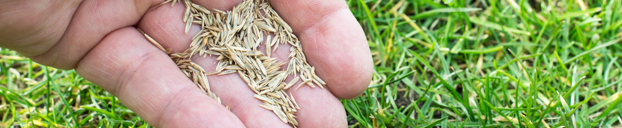 Grass Seeds