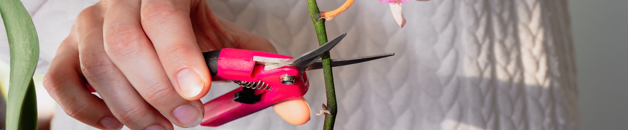 Orchid Care